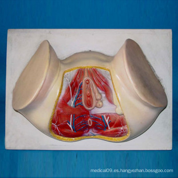 Anatomía de los vasos sanguíneos y de los nervios de músculos bajos del perineo femenino